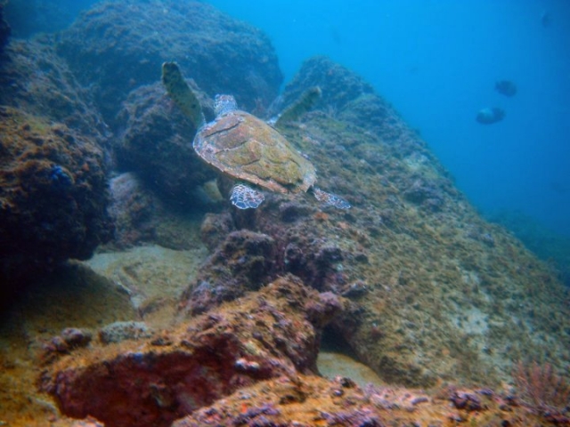 Tortugas marinas